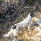 <h1 style="font-size: 12px">Setter da caccia di nome "Pluto" in ferma su pernice sarda. Foto di Giovanni P.</h1>